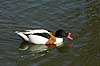 Gravand Tadorna tadorna, Anatidae K�benhavn ZOO   fugle �nder, Andefugle, Anseriformes, Anatidae