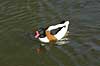 Gravand Tadorna tadorna, Anatidae K�benhavn ZOO   fugle �nder, Andefugle, Anseriformes, Anatidae