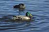 Gr�and. Gr�and i f�rd med at vaske og pleje fjerdragten Anas platyrhynchos, Anatidae Utterslev Mose / Sj�lland   fugle �nder, Andefugle, Anseriformes, Anatidae