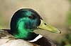  Anas platyrhynchos, Anatidae Utterslev Bog / Sealand   birds 