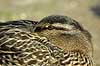  Anas platyrhynchos, Anatidae Utterslev Bog / Sealand   birds 