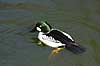  Bucephala clangula, Anatidae Copenhagen ZOO   birds 