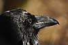  Corvus corax, Corvidae Copenhagen ZOO   birds 