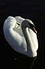  Cygnus olor, Anatidae Utterslev Bog / Sealand   birds 
