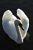  Cygnus olor, Anatidae Utterslev Bog / Sealand   birds 