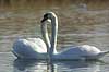  Cygnus olor, Anatidae Utterslev Bog / Sealand   birds 