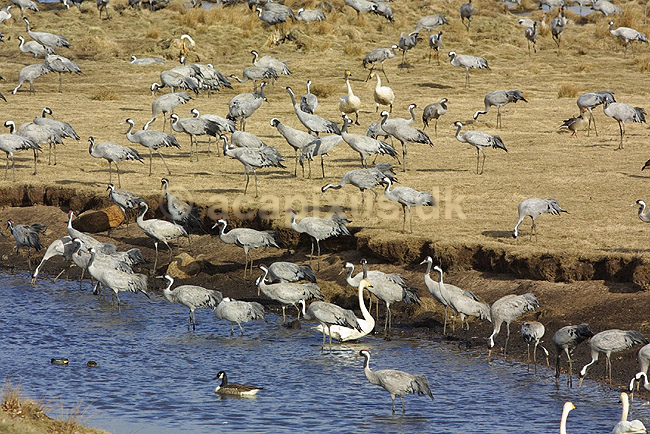 Traner. Traner flyver til dansepladsen ved Hornborga S�en; Grus grus, Gruidae; Hornborga s�en; Sverige; ; fugle; Tranefugle, Gruidae, Traner