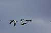  Grus grus, Gruidae Lake Hornborga Sweden  birds 