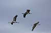  Grus grus, Gruidae Lake Hornborga Sweden  birds 
