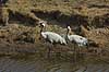  Grus grus, Gruidae Lake Hornborga Sweden  birds 