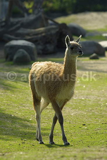 Guanaco; Lama guanicoe; K�benhavn ZOO; ; ; pattedyr; Kameler, Camelidae