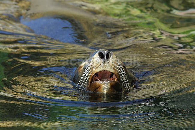 Californisk s�l�ve; Zalophus californianus, Otariidae; K�benhavn ZOO; ; ; pattedyr; S�ler, Phocidae