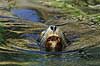 Californisk s�l�ve Zalophus californianus, Otariidae K�benhavn ZOO   pattedyr S�ler, Phocidae