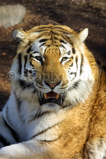 Tiger. Sibirisk tiger; Panthera tigris; K�benhavn ZOO; ; ; pattedyr; Kattedyr, katte, Felidae, rovdyr