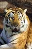 Tiger. Sibirisk tiger Panthera tigris K�benhavn ZOO   pattedyr Kattedyr, katte, Felidae, rovdyr