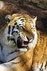 Tiger. Sibirisk tiger Panthera tigris K�benhavn ZOO   pattedyr Kattedyr, katte, Felidae, rovdyr