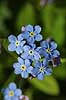  Myosotis ramosissima NordSealand   plants 