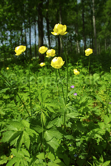 Engblommer. Engblommer i skovbunden; Trollius europaeus; H�kens�s; ; ; planter; Ranunkel-familien, Ranunculaceae, ranunkler