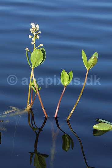Bukkeblad. Bukkeblad ved s�bred i H�kens�s s�erne; Menyanthes trifoliata; H�kens�s; ; ; planter; Bukkeblad-familien, Menyanthaceae
