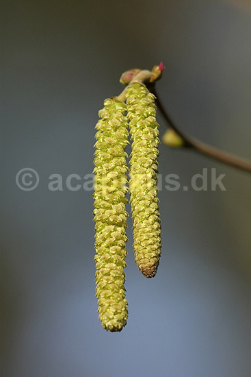 Birkerakler. Rakler p� birketr�; Betula spec; ; ; ; planter; Birke-familien, Betulaceae