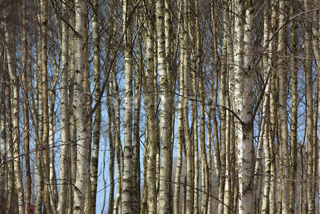 Birkestammer; Betula spec; Hornborga s�en; Sverige; ; planter; Birke-familien, Betulaceae