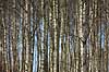 Betula spec Lake Hornborga Sweden  plants 