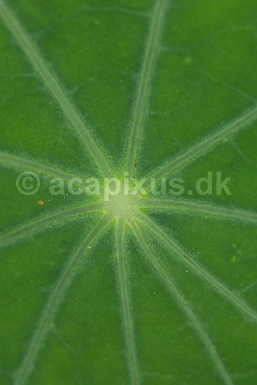Blomsterkarse. Bladcentrum af blomsterkarse; Tropaeolum majus; KVL's Have; ; ; planter; Tropaeolum-familien, Tropaeolaceea