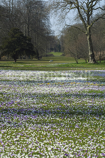 Krokus. Krokus p� krokuspl�nen i Frederiksberg Have; Crocus spec. Iridaceae; Frederiksberg Have; ; ; planter; Iris-familien, Iridaceae, l�gplanter, haveblomster, haveplanter, parker, For�rsblomster