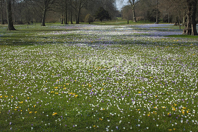 Krokus. Krokus p� krokuspl�nen i Frederiksberg Have; Crocus spec. Iridaceae; Frederiksberg Have; ; ; planter; Iris-familien, Iridaceae, l�gplanter, haveblomster, haveplanter, parker, For�rsblomster