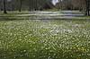  Crocus spec. Iridaceae Frederiksberg Have   plants 