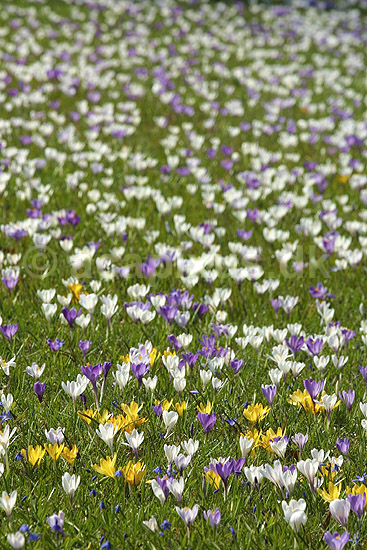 Krokus. Krokus p� krokuspl�nen i Frederiksberg Have; Crocus spec. Iridaceae; Frederiksberg Have; ; ; planter; Iris-familien, Iridaceae, l�gplanter, haveblomster, haveplanter, parker, For�rsblomster