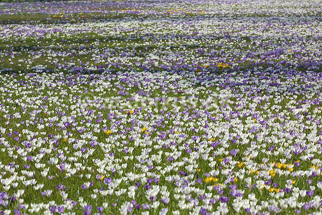 Krokus. Krokus p� krokuspl�nen i Frederiksberg Have; Crocus spec. Iridaceae; Frederiksberg Have; ; ; planter; Iris-familien, Iridaceae, l�gplanter, haveblomster, haveplanter, parker, For�rsblomster