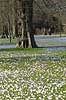  Crocus spec. Iridaceae Frederiksberg Have   plants 