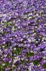  Crocus spec. Iridaceae Frederiksberg Have   plants 