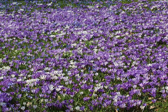 Krokus. Krokus p� krokuspl�nen i Frederiksberg Have; Crocus spec. Iridaceae; Frederiksberg Have; ; ; planter; Iris-familien, Iridaceae, l�gplanter, haveblomster, haveplanter, parker, For�rsblomster
