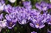 Krokus. Krokus p� krokuspl�nen i Frederiksberg Have Crocus spec. Iridaceae Frederiksberg Have   planter Iris-familien, Iridaceae, l�gplanter, haveblomster, haveplanter, parker, For�rsblomster