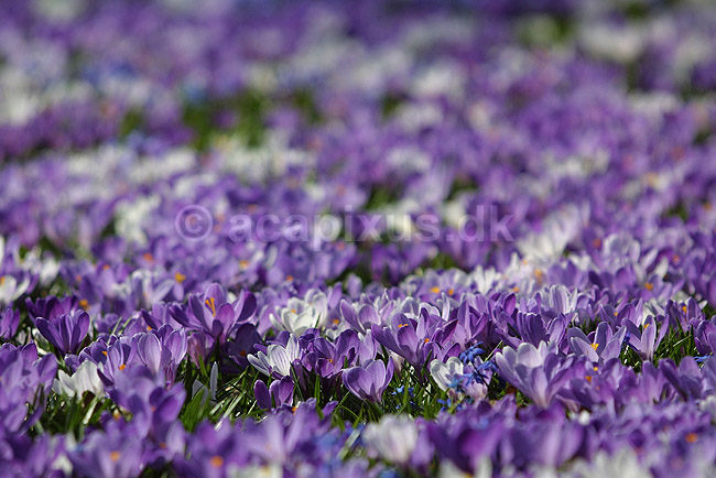 Krokus. Krokus p� krokuspl�nen i Frederiksberg Have; Crocus spec. Iridaceae; Frederiksberg Have; ; ; planter; Iris-familien, Iridaceae, l�gplanter, haveblomster, haveplanter, parker, For�rsblomster
