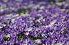 Krokus. Krokus p� krokuspl�nen i Frederiksberg Have Crocus spec. Iridaceae Frederiksberg Have   planter Iris-familien, Iridaceae, l�gplanter, haveblomster, haveplanter, parker, For�rsblomster
