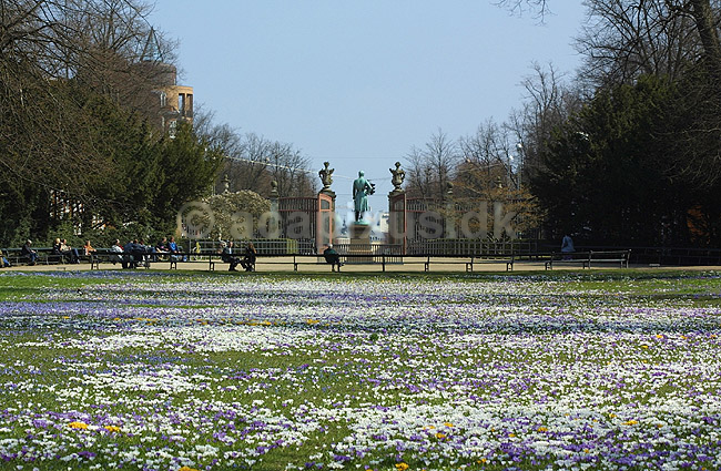 Krokus. Krokus p� krokuspl�nen i Frederiksberg Have; Crocus spec. Iridaceae; Frederiksberg Have; ; ; planter; Iris-familien, Iridaceae, l�gplanter, haveblomster, haveplanter, parker, For�rsblomster