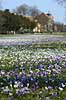 Krokus. Krokus p� krokuspl�nen i Frederiksberg Have Crocus spec. Iridaceae Frederiksberg Have   planter Iris-familien, Iridaceae, l�gplanter, haveblomster, haveplanter, parker, For�rsblomster