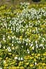 For�rsblomster. Vinterblommer (Erantis) og vinterg�kker i KVL's Have Eranthis hyemalis og Galanthus nivalis KVL's Have   planter Lilje-familien, Liliaceae, Ranunkel-familien, Ranunculaceae, l�gplanter, haveblomster, haveplanter, parker, For�rsblomster