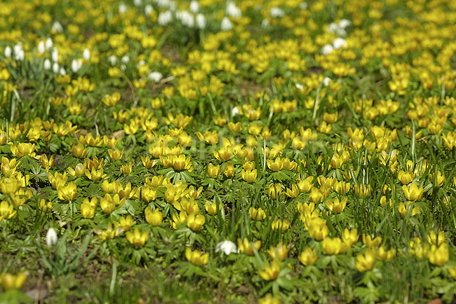 For�rsblomster. Vinterblommer (Erantis) og vinterg�kker i KVL's Have; Eranthis hyemalis og Galanthus nivalis; KVL's Have; ; ; planter; Lilje-familien, Liliaceae, Ranunkel-familien, Ranunculaceae, l�gplanter, haveblomster, haveplanter, parker, For�rsblomster
