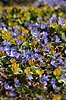For�rsblomster. Vinterblommer (Erantis) og Bl� Anemoner i KVL's Have Eranthis hyemalis og Anemone hepatica KVL's Have   planter Ranunkel-familien, Ranunculaceae, l�gplanter, haveblomster, haveplanter, parker, For�rsblomster