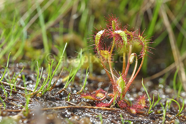 Soldug. Langbladet soldug; Drosera anglica; Store Mosse; Sverige; ; planter; Soldug-familien, Droseraceae