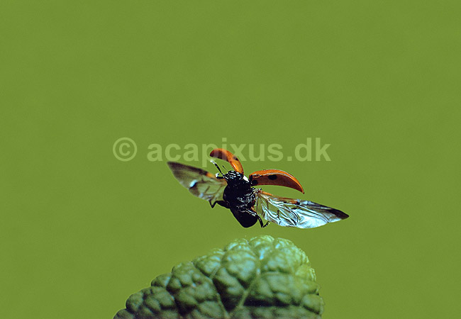 Marieh�ne. Flyvende Toplettet marieh�ne. Fotograferet med flash p� 1/50000 sec.; Adalia bipunctata; �rhus; Danmark; ; insekter; marieh�ns, Cocconilidae, bille, biller, Coleoptera, flyvning, flyvende, vinger, d�kvinger, bede om godt vejr