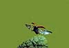Flyvende Toplettet marieh�ne. Fotograferet med flash p� 1/50000 sec. Adalia bipunctata �rhus Danmark  insekter marieh�ns, Cocconilidae, bille, biller, Coleoptera, flyvning, flyvende, vinger, d�kvinger, bede om godt vejr