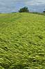 Bygmark. Mark tils�et med byg Hordeum vulgare Stevns Klint Danmark  planter kornsorter, landbrug
