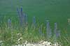 Slangehoved. Slangehoved voksende p� Stevns Klint Echium vulgare Stevns Klint Danmark  planter Rublad-familien, Boraginaceae
