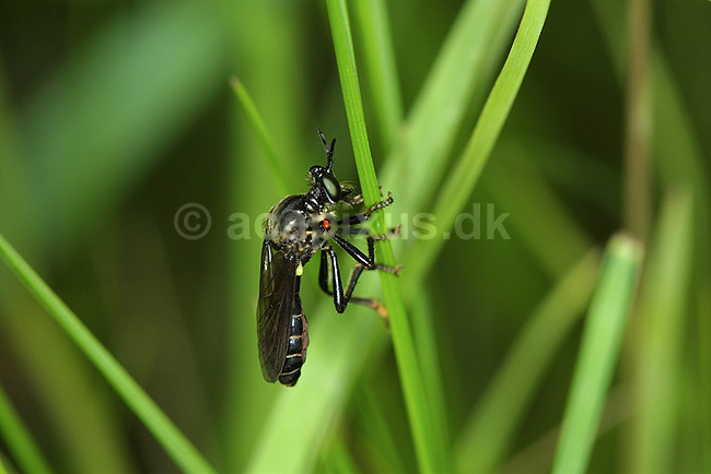 Rovflue. Rovflue p� gr�sstr�; Dioctria atricapilla; Stevns Klint; Danmark; ; insekter; Rovfluer, Asilidae, Tovinger, Diptera