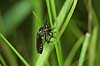  Dioctria atricapilla Stevns Klint Denmark  insects 